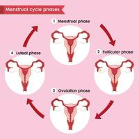 ilustración médica científica del proceso del ciclo menstral vector