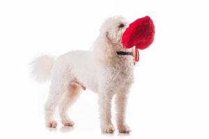 valentine puppy dog with a red heart. photo