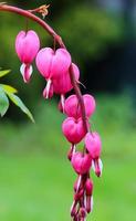 Dicentra Spectabilis pink hearts