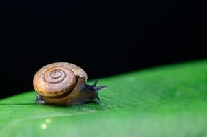Snail on the leaf on black background