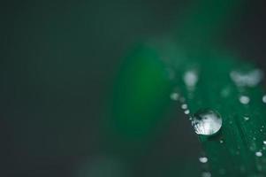 gotas de agua sobre la hoja verde foto