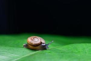 Snail on the leaf on black background