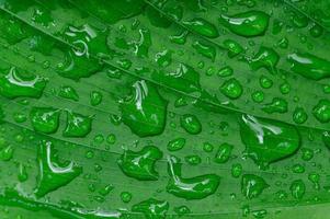 gotas de agua sobre la hoja verde foto