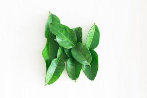 Fresh green kaffir lime leaves photo