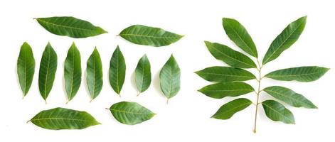 Longan fruit leaves set on white background photo