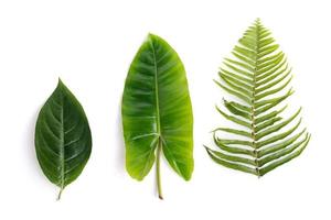 Tropical green leaves set isolated on white background photo