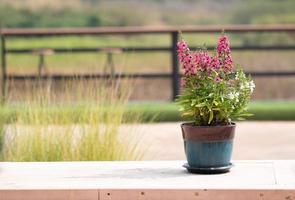 Flower pot on outdoor table  photo