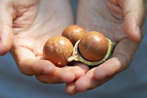 nueces de macadamia en manos de un hombre foto