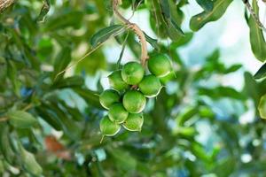 Nuez de macadamia colgando del árbol foto