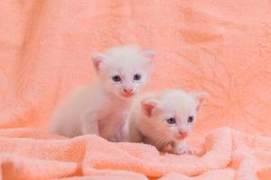 Cute white kittens on a towel