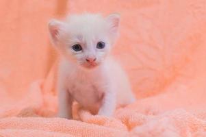 un lindo gatito en una toalla foto