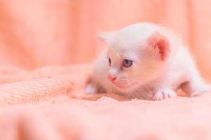 A cute white kitten on a towel photo