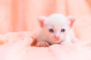 A cute kitten on a towel photo