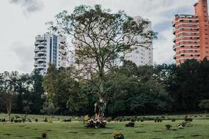 Green trees and flowers in a park photo