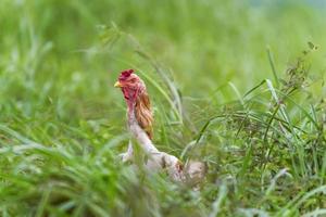 pollo en la hierba foto