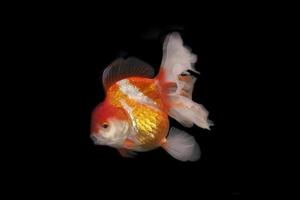 Beautiful gold fish photo