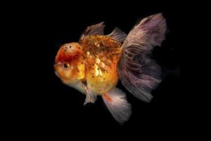 Golden fish on a black background