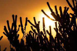Plant life silhouette at sunrise