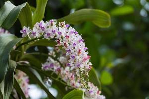 Rhynchostylis gigantea en flor foto