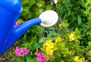 Watering flowers with a watering can photo