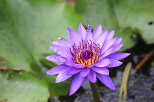 Water Lily and green leaves