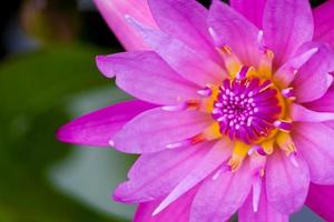 Lotus Water Flower background photo