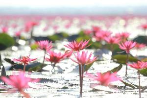 Purple lotus flower on water photo