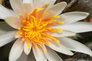 Close up white water lily