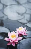 Colorful pink lotus blossoms in a pond photo
