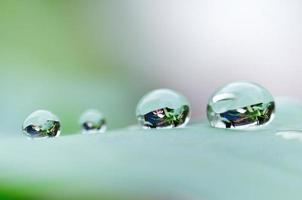Drop of water on a leaf photo