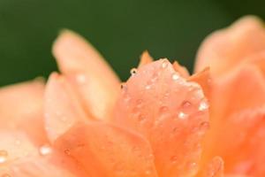 Water drops on orange rose petal.