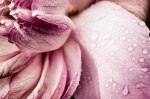Water drop on Pink Lotus flower photo