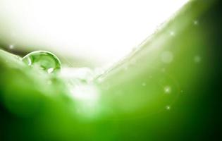 water drop on leaf photo