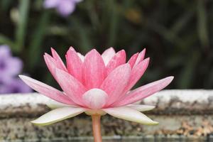 Pink water lily in pond