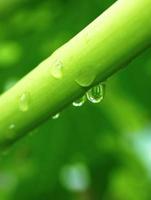 Water Drop Branch photo