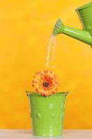 watering a flower
