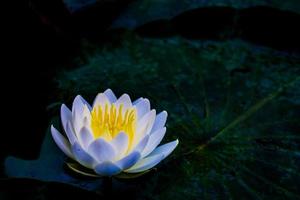Water lily. Black background. photo