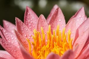 pink water lily photo