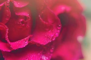Rose water drop photo