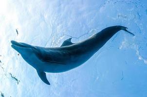 delfines en agua azul foto