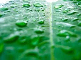 Water drop on green leaf photo