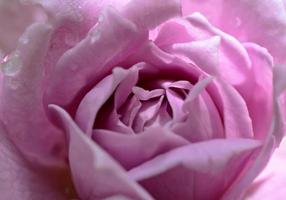 pink rose with water drop photo