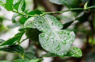 Kaffir lime leaves with water drop photo