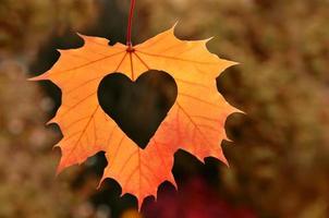 Heart in autumn leaf on a nature background. photo