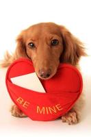 Valentine puppy photo