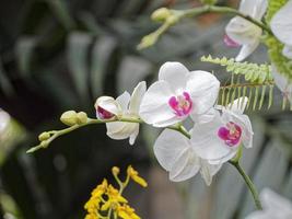 White orchids with purple heart