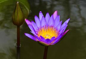 Purple lotus flower photo