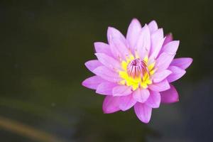 Pink Lotus photo