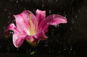 water drop on pink Lily flower