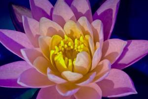 Pink Water Lily, Pink Lotus, Nymphaea pubescens photo